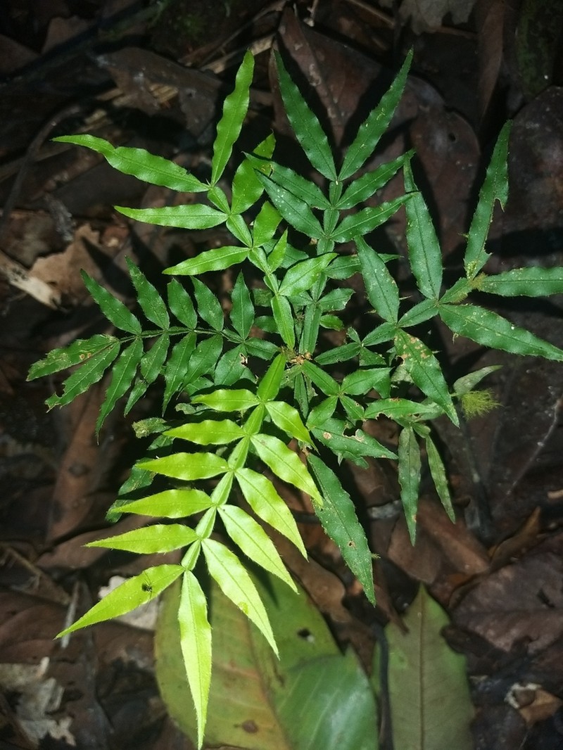 Inga ciliata photo 4
