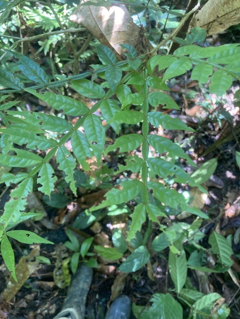 Inga ciliata photo 5