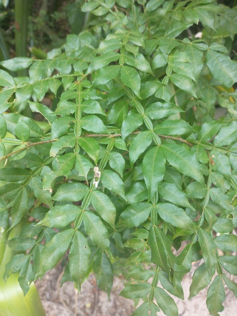 Inga ciliata photo 7