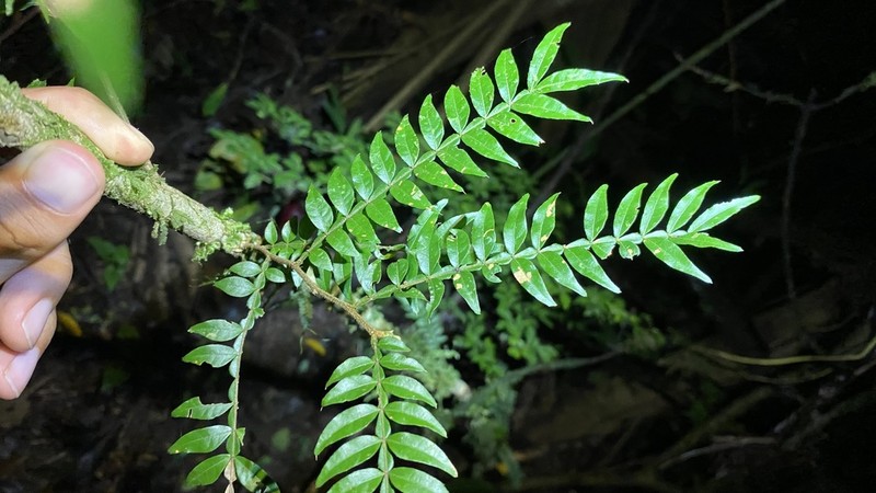 Inga ciliata photo 8