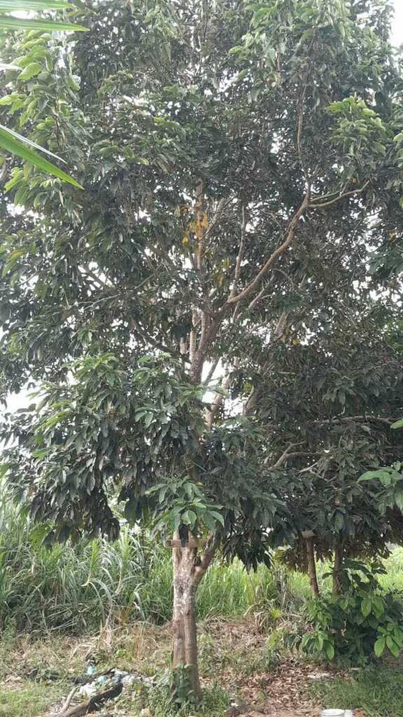 Inga cinnamomea