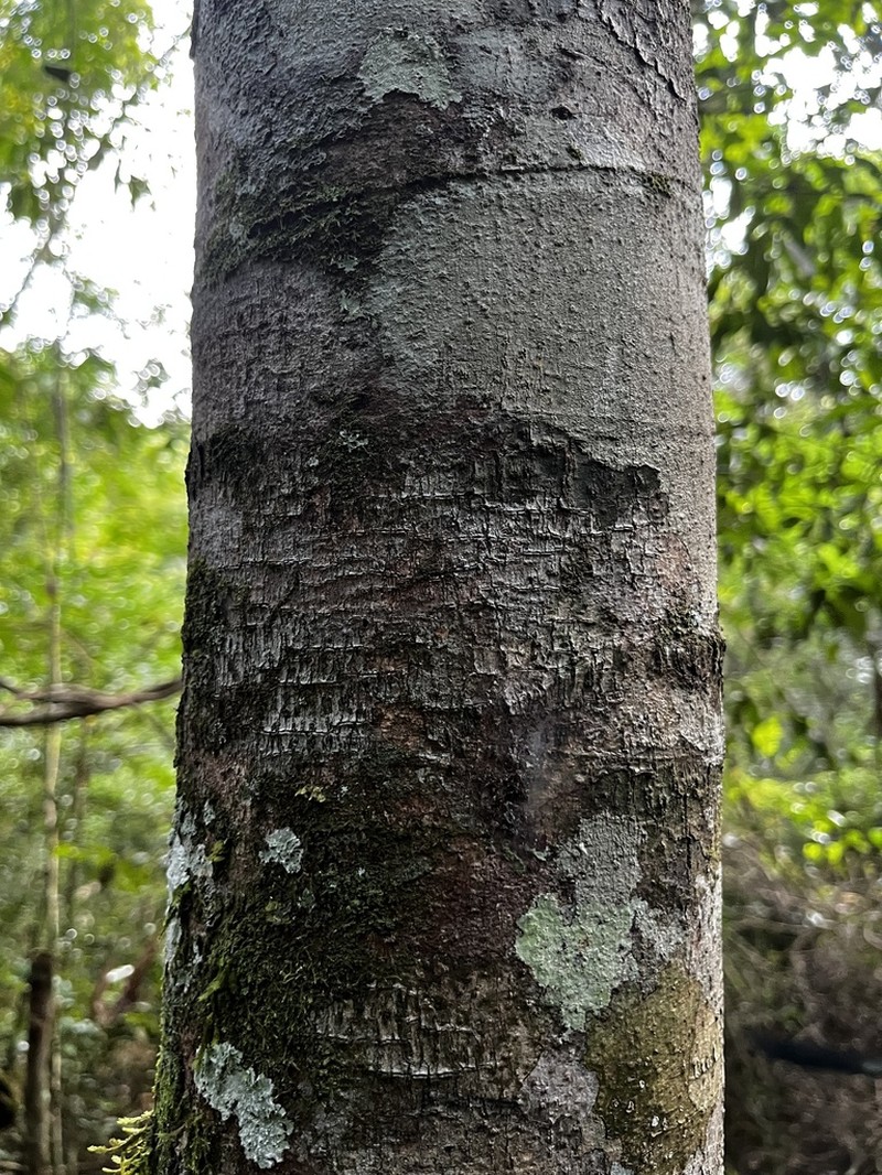 Inga cinnamomea photo 2