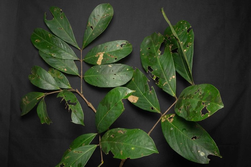 Inga cinnamomea photo 3