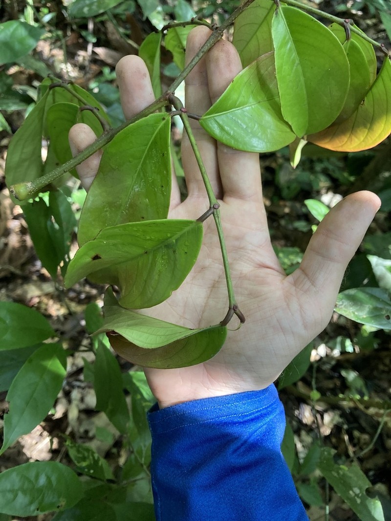 Inga cinnamomea photo 4