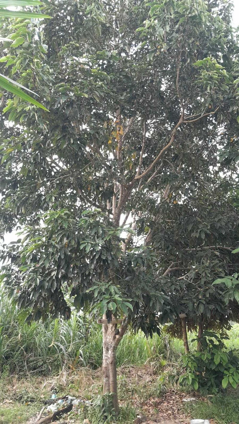 Inga cinnamomea photo 5