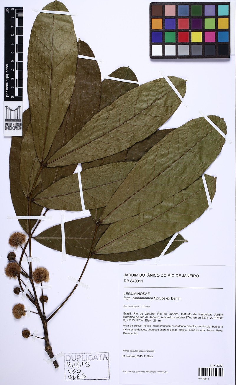 Inga cinnamomea photo 6