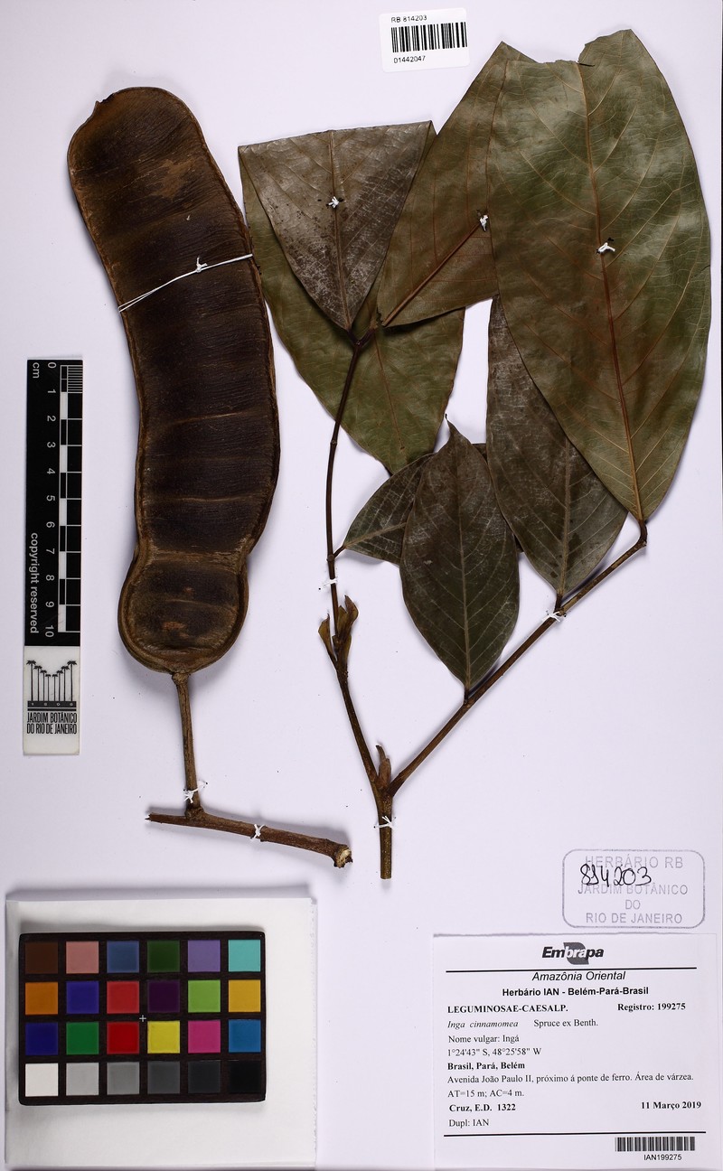 Inga cinnamomea photo 7