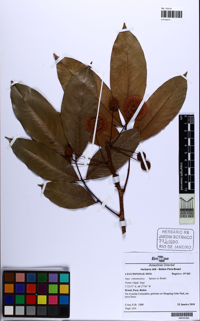 Inga cinnamomea photo 8