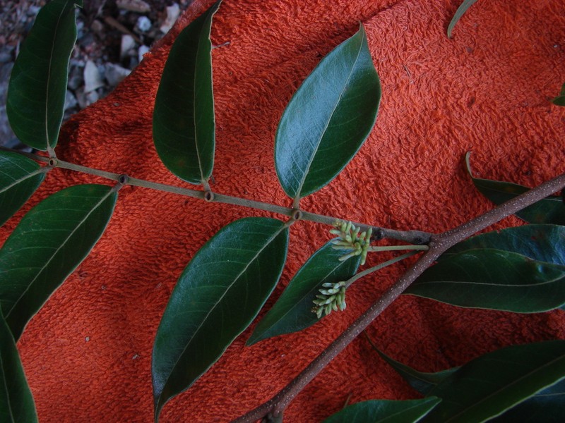 Inga cocleensis