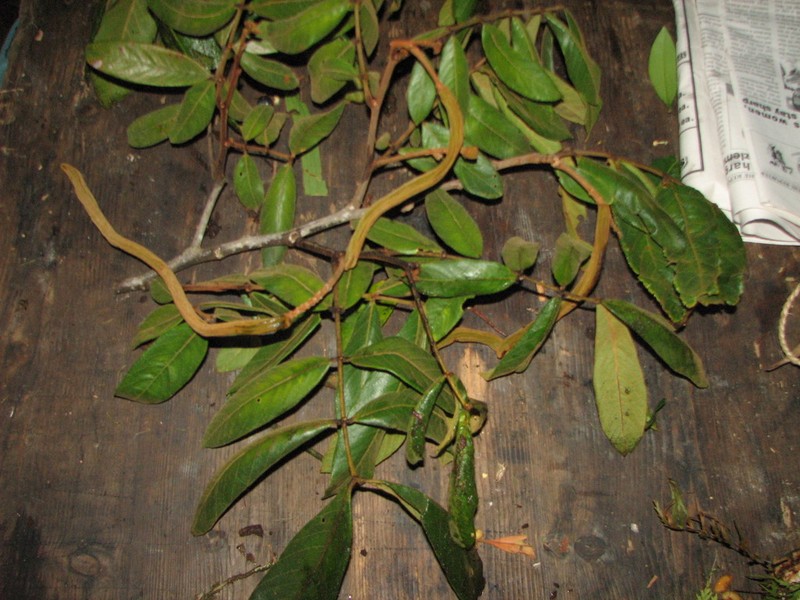 Inga cocleensis photo 2