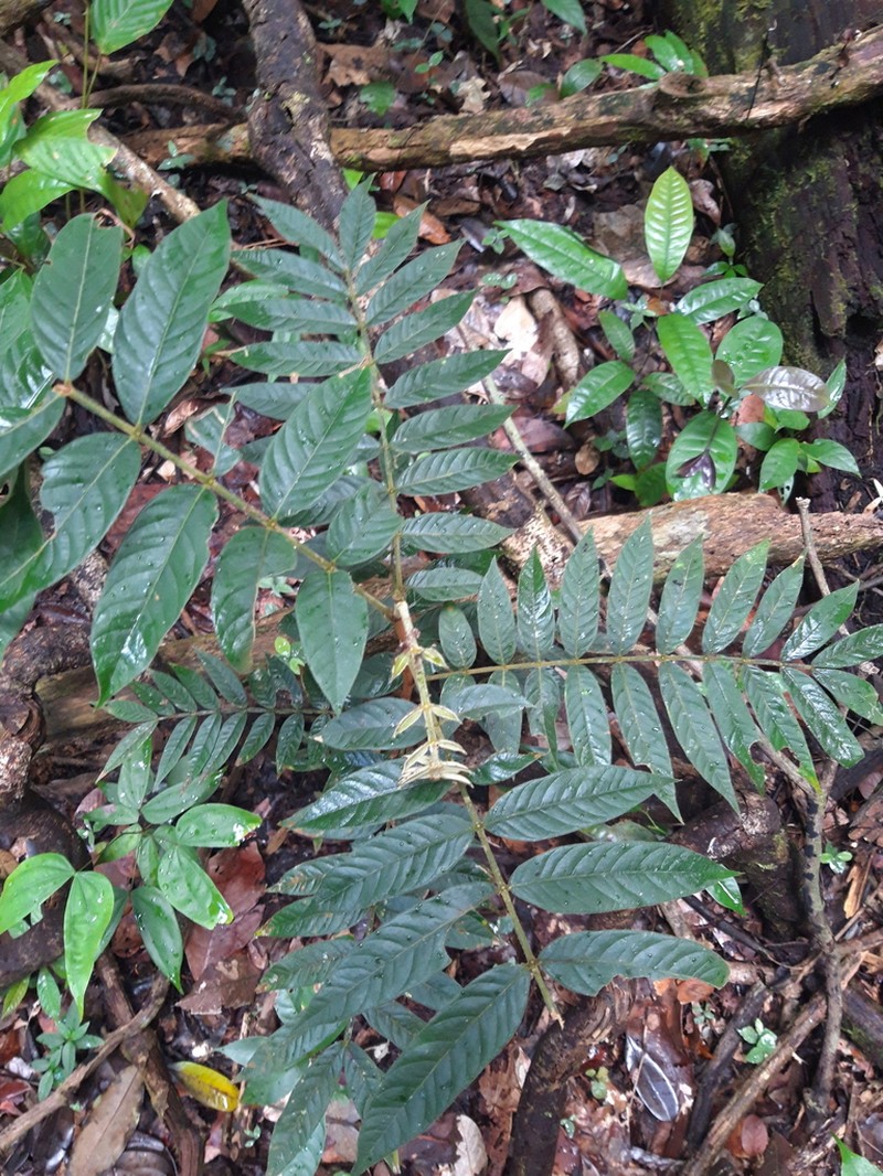 Inga cocleensis photo 3