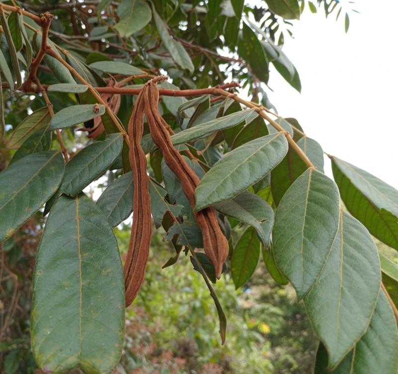 Inga cocleensis photo 4