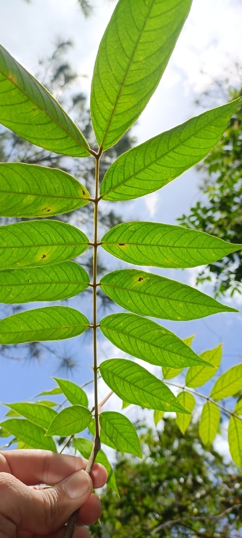 Inga cocleensis photo 5
