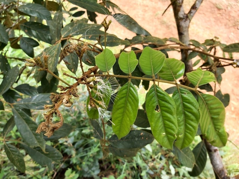 Inga cocleensis photo 6