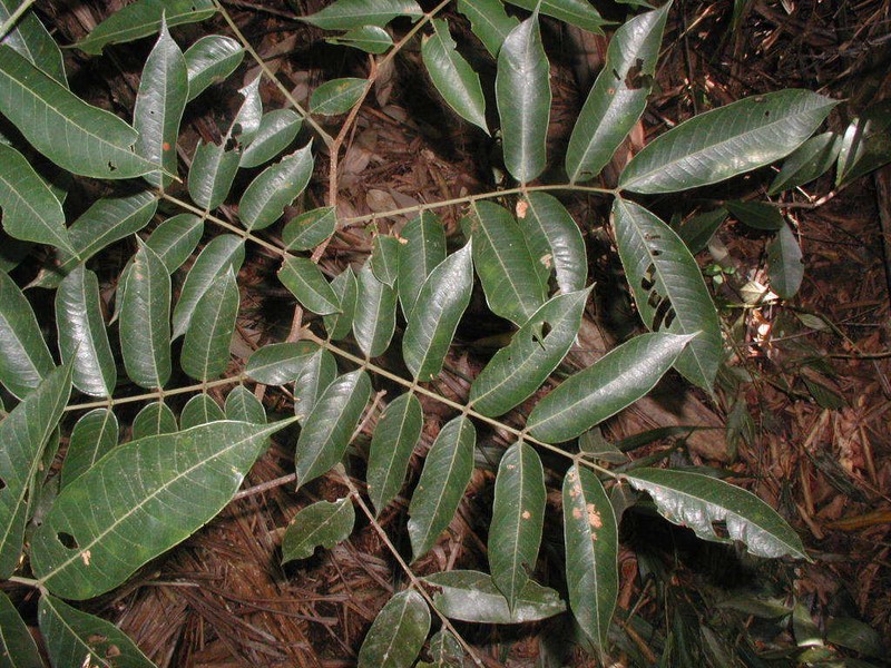 Inga cocleensis photo 7