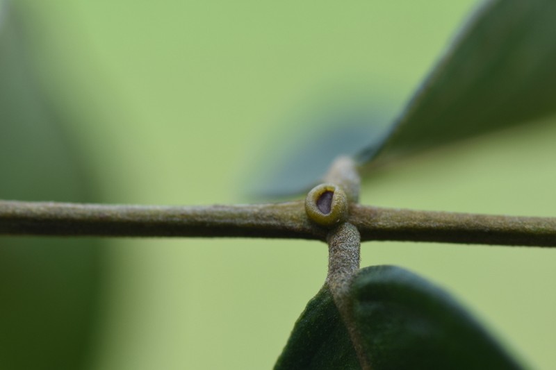 Inga cocleensis photo 8