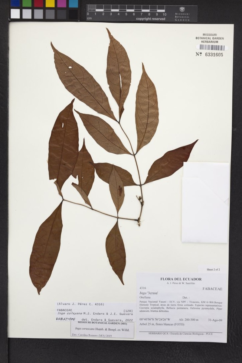 Inga coleyana