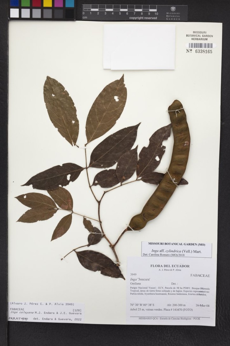 Inga coleyana photo 2