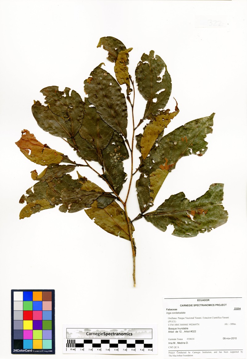 Inga cordatoalata