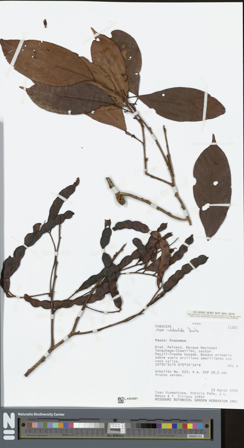 Inga cordatoalata photo 3