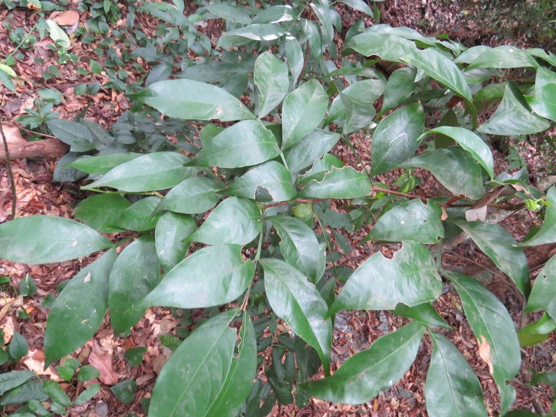 Inga cordistipula photo 3