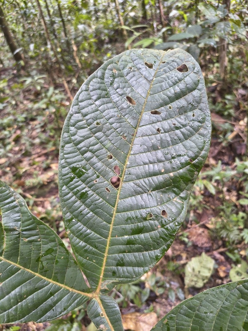 Inga crassiflora