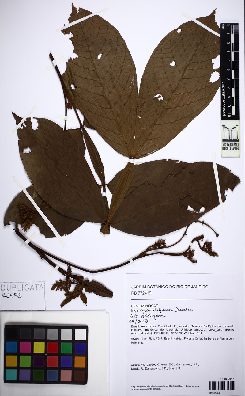 Inga crassiflora photo 4