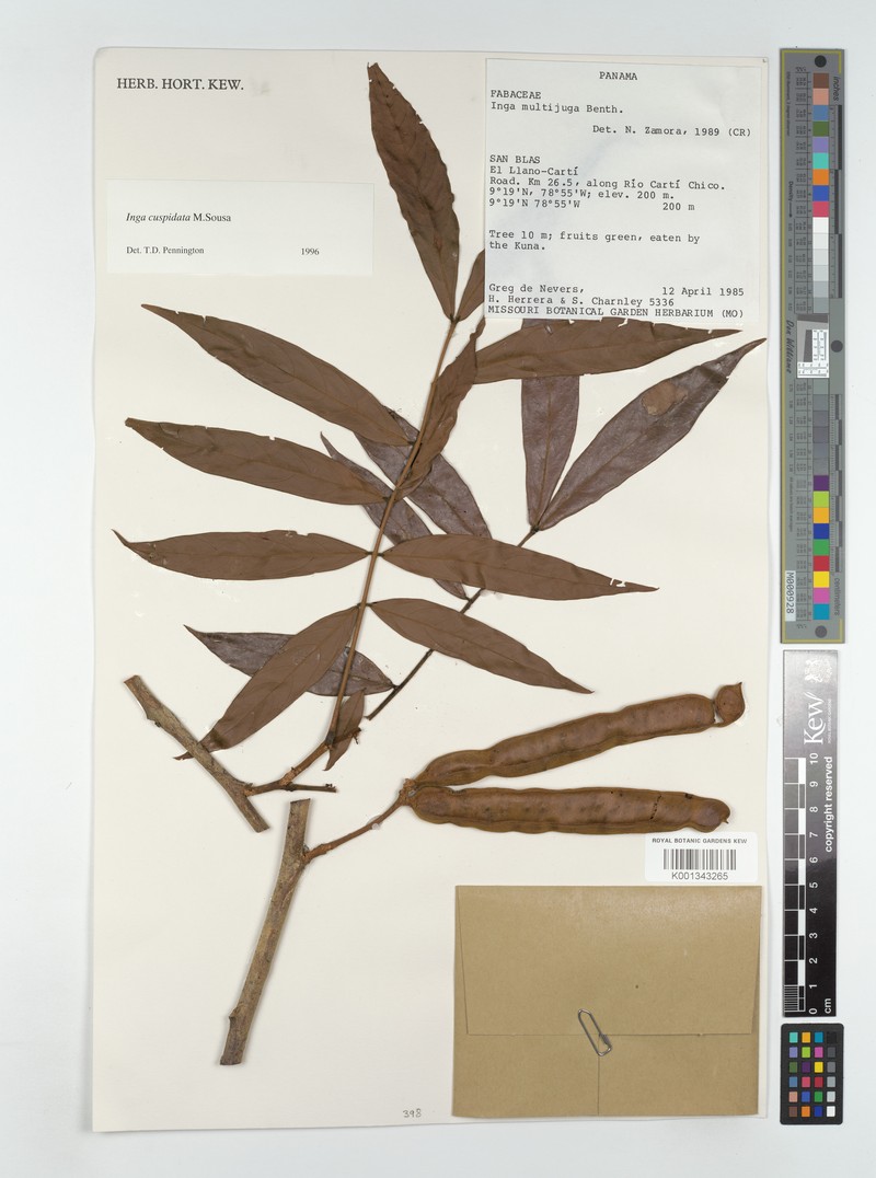 Inga cuspidata