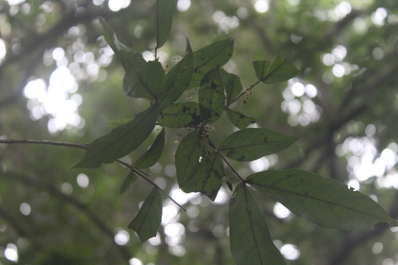 Inga cylindrica