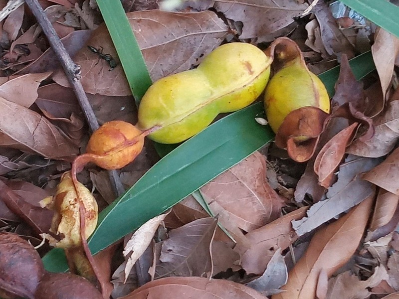 Inga cylindrica photo 2