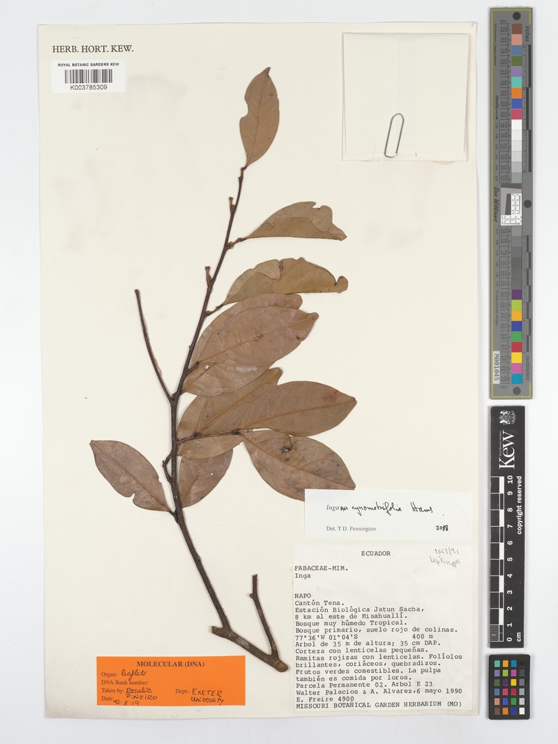 Inga cynometrifolia