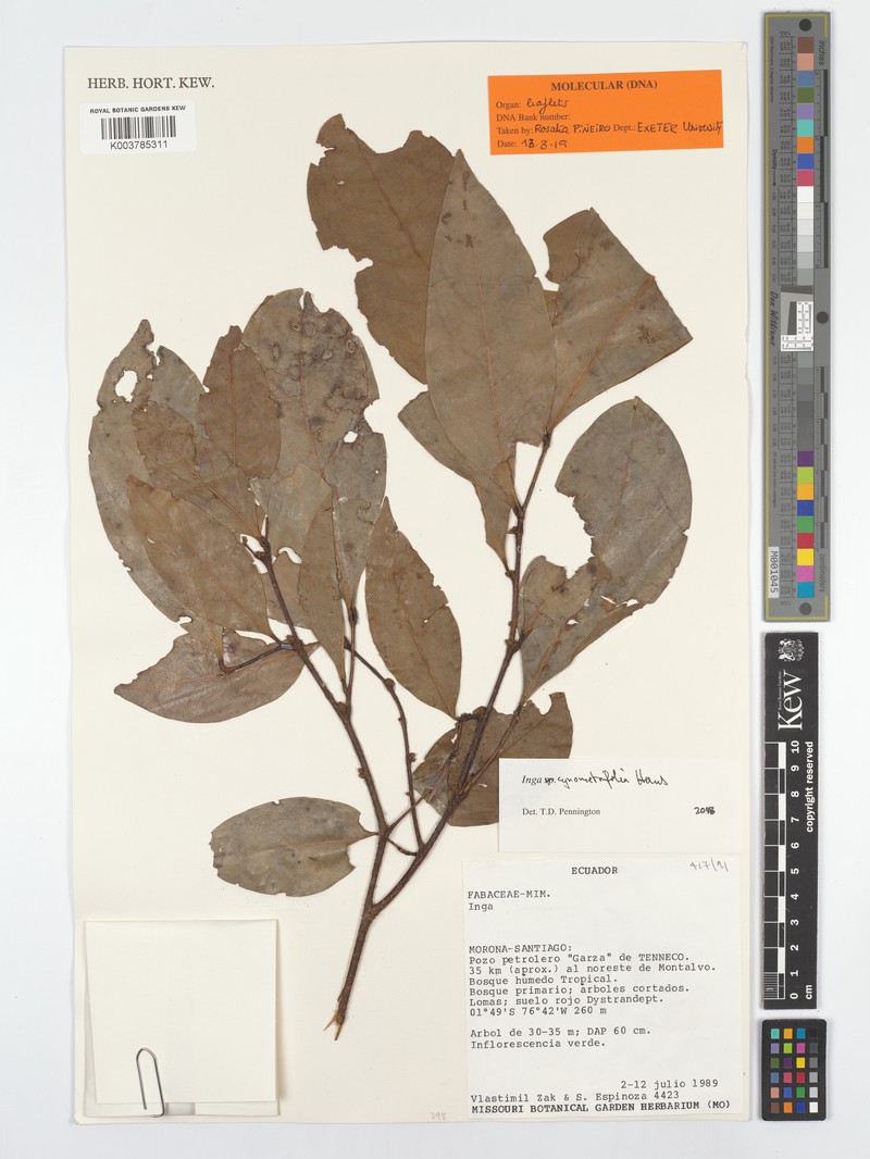 Inga cynometrifolia photo 2