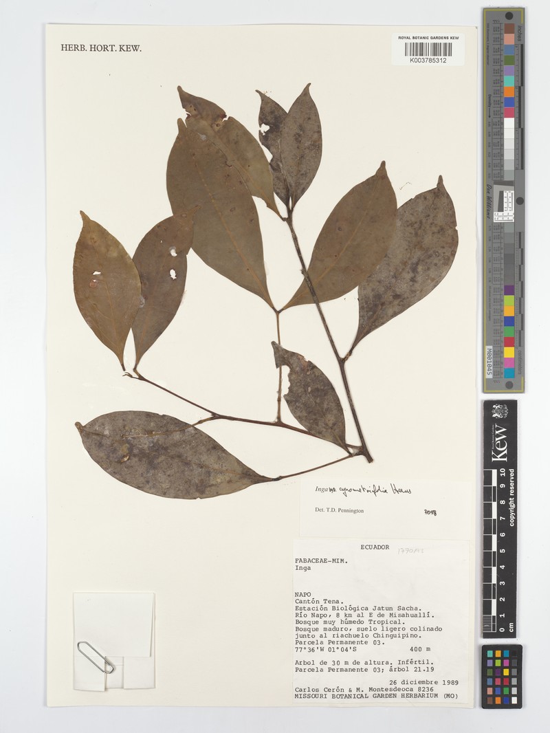 Inga cynometrifolia photo 3