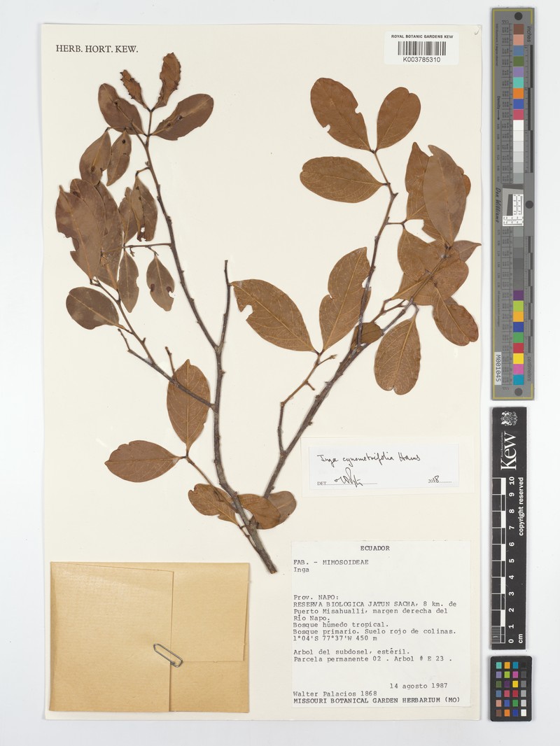 Inga cynometrifolia photo 4