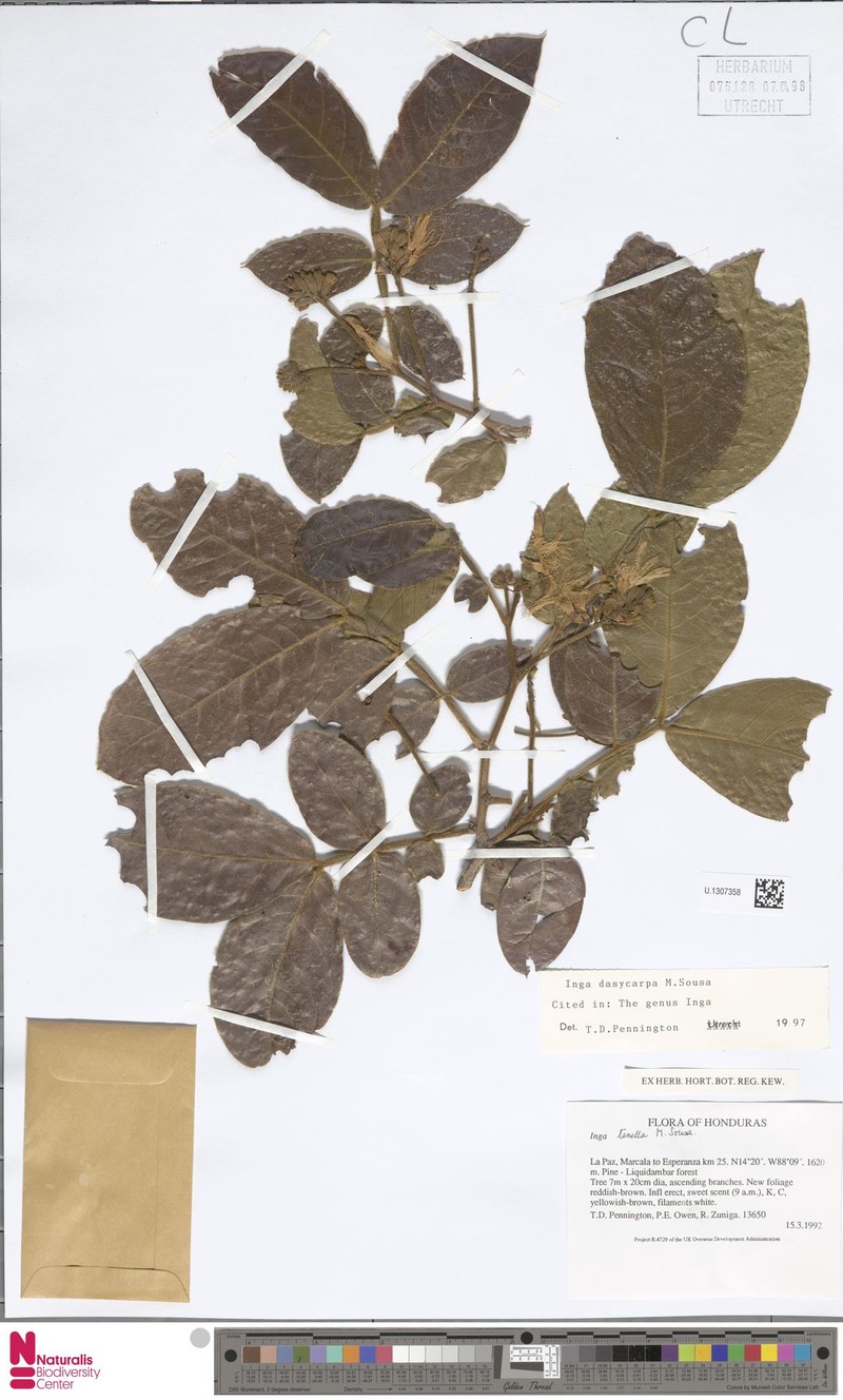 Inga dasycarpa