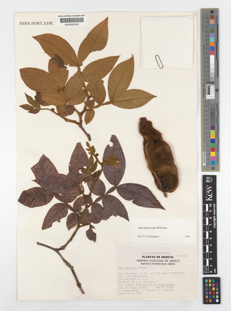 Inga dasycarpa photo 2