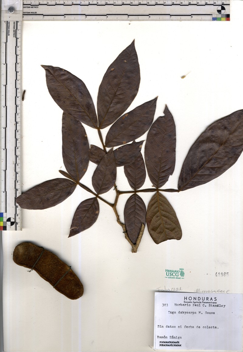 Inga dasycarpa photo 3