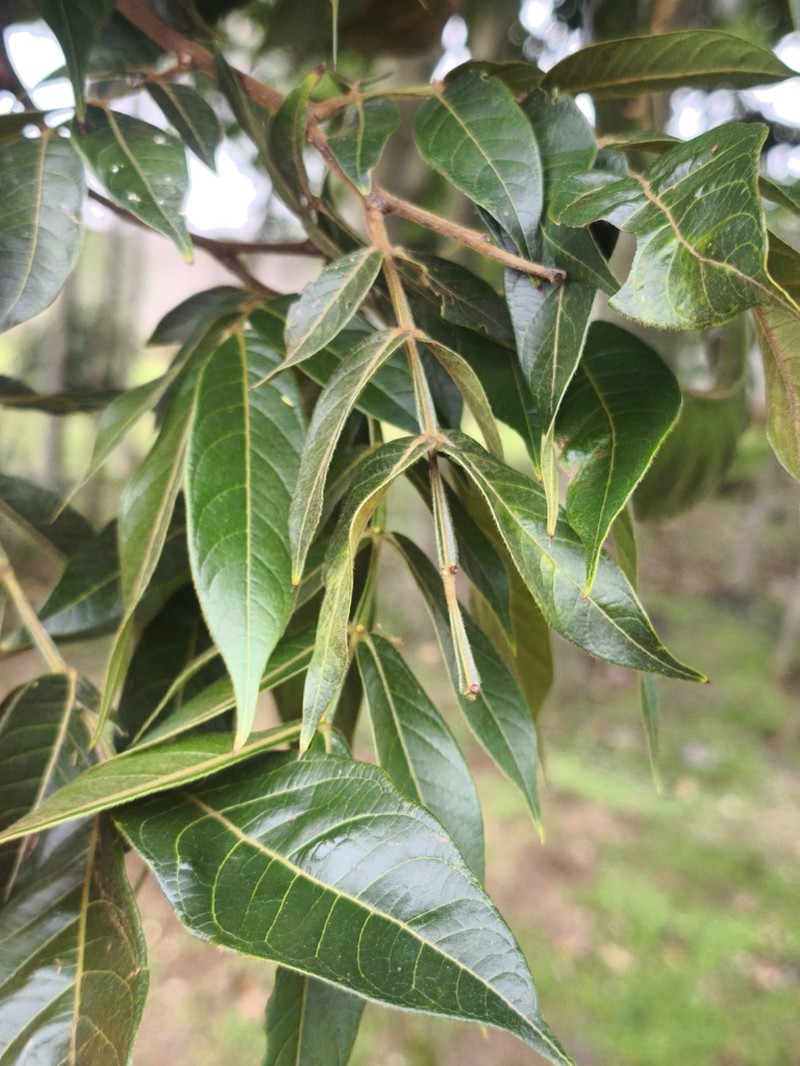 Inga densiflora photo 2