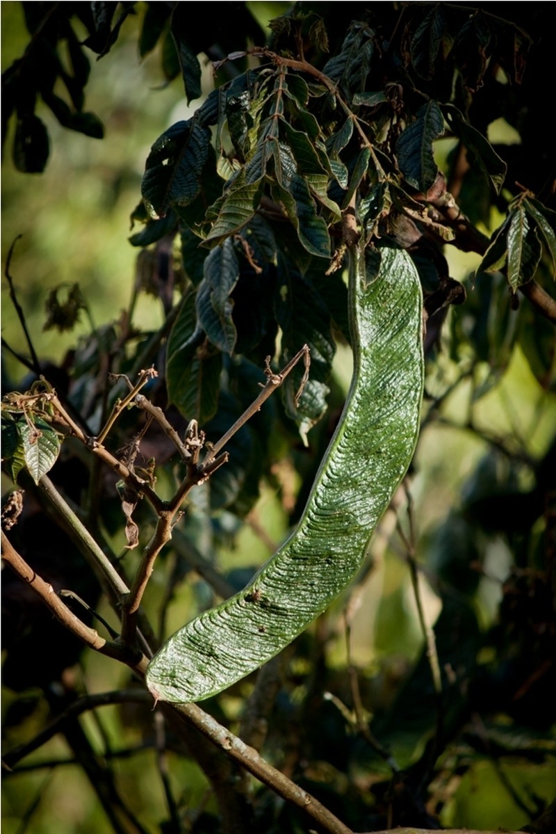 Inga densiflora photo 3