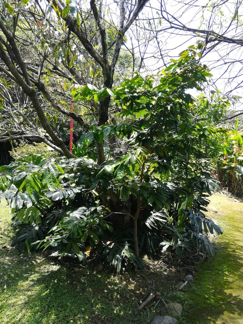 Inga densiflora photo 6