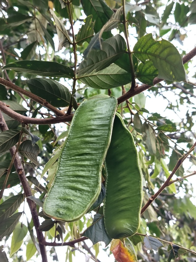 Inga densiflora photo 8