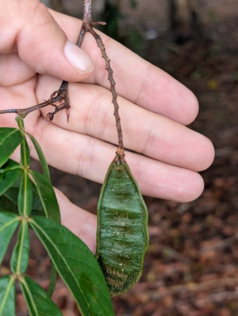 Inga disticha