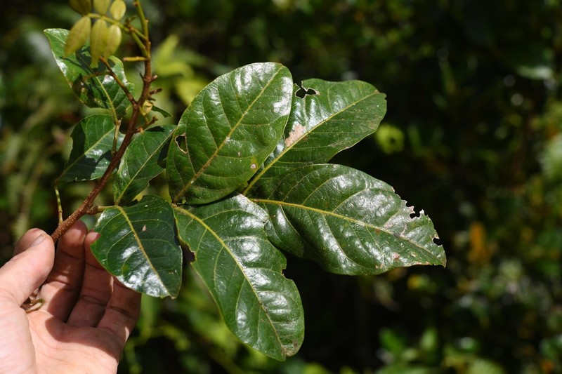 Inga dominicensis