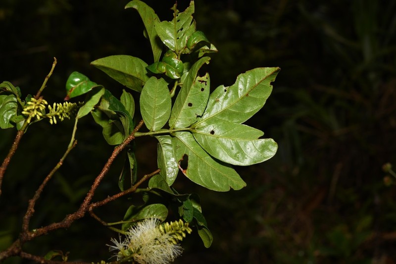 Inga dominicensis photo 2