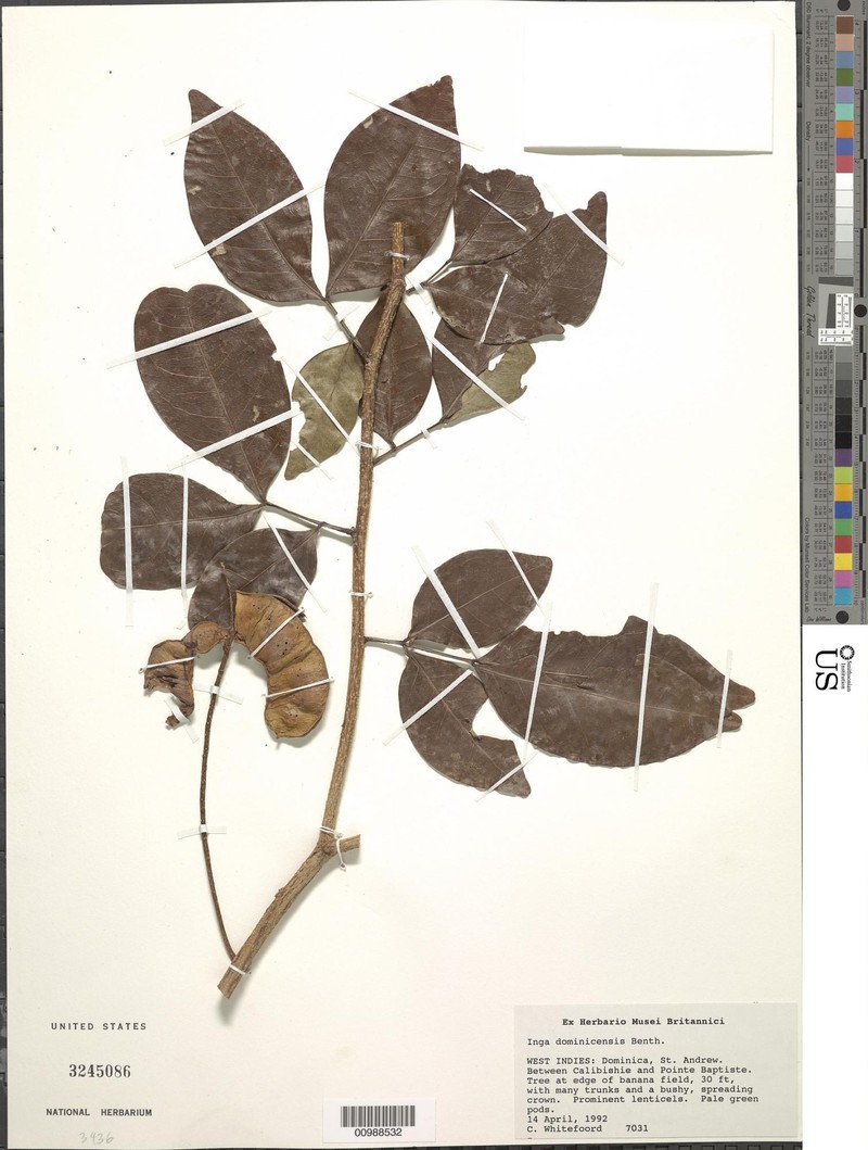 Inga dominicensis photo 3
