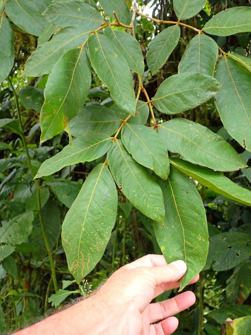 Inga exalata