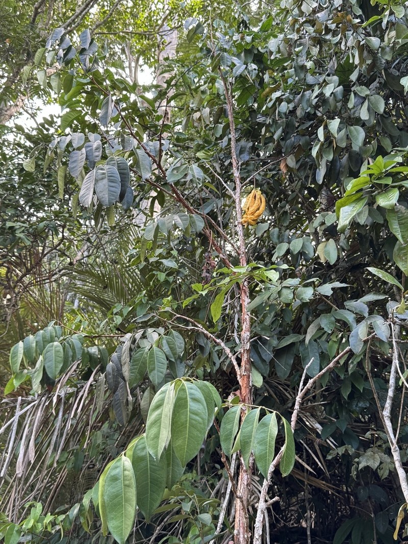 Inga exfoliata