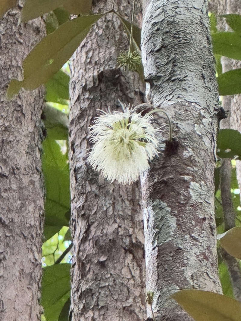 Inga exfoliata photo 2