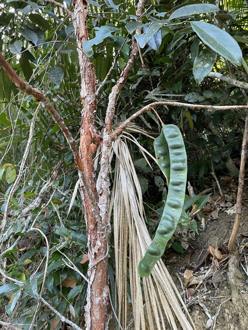 Inga exfoliata photo 7