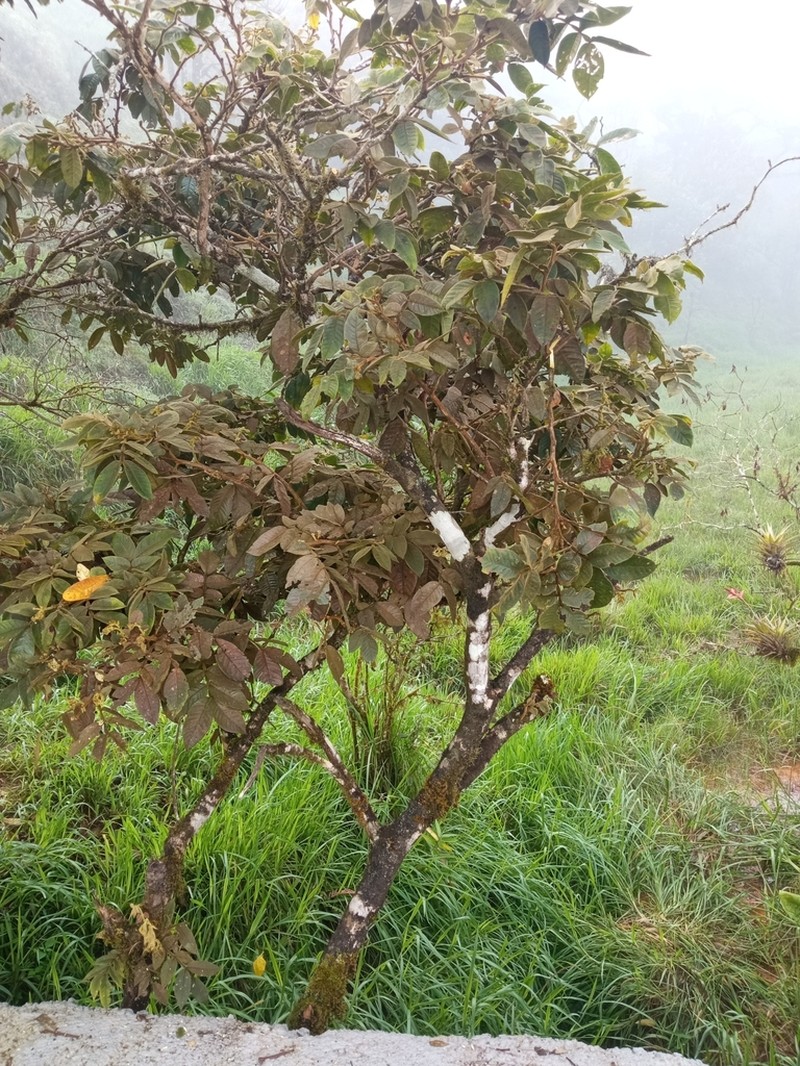 Inga fendleriana